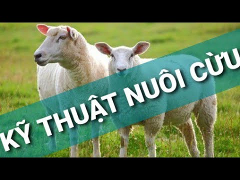 , title : 'Kỹ thuật nuôi cừu đạt hiệu quả kinh tế cao'