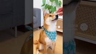 柴犬の練習中･･･
