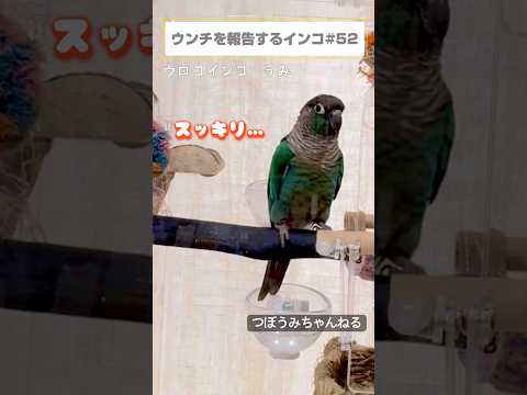コニュア・ティリバについて詳しく解説