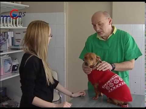 férgek a vesetünetekben gyógyszer a paraziták ellen