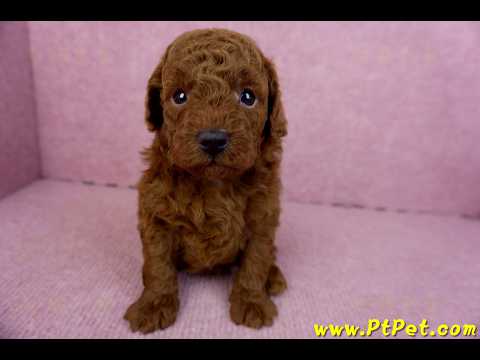 01/26紅貴賓公幼犬(新北深坑)