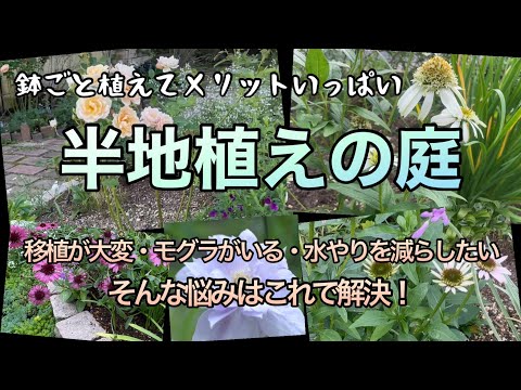 plante vivace couvre-sol –exposition-mi-ombre-feuillage-vert-rouge-feuilles-palmées