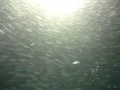 Dolphins The Wild Side