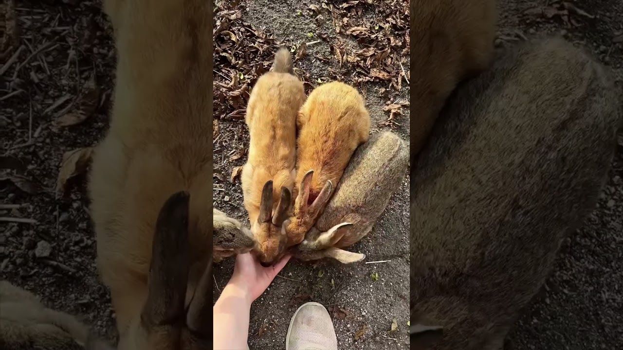 YouTube Short thumbnail