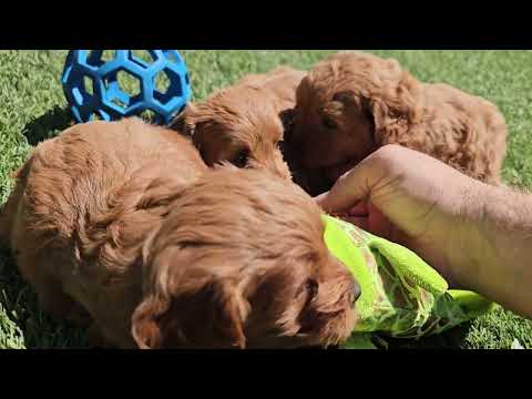 Watch  Bosco, Bristy and Bella soak up the afternoon 🌞. Reserve your favorite puppy today.