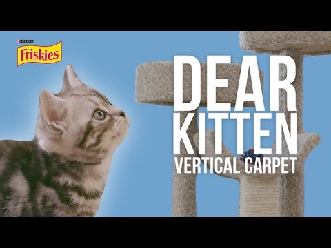 download lagu mp3 mp4 Dear Kitten Vertical Carpet, download lagu Dear Kitten Vertical Carpet gratis, unduh video klip Dear Kitten Vertical Carpet