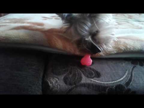 Pieski jak się bawiom