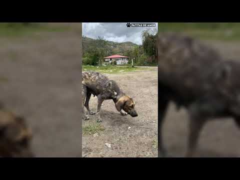 ¡¡CON MUCHA SARN4 LA RESCATAMOS!!😮😭 M0RDIO A MARLENE😱 ESTO PASÓ😮