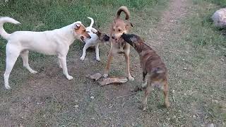 Sibling Stray pups/Mother dog eating raw meat/chicken feet/brinjal curry/Mountain Village #anime #uk