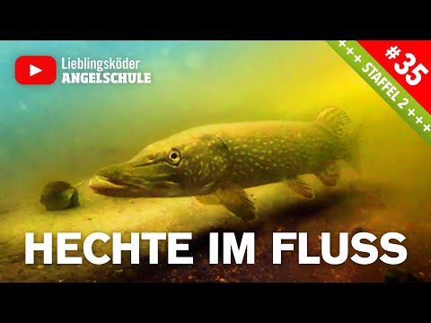 Hechtangeln im Fluss mit Gummifisch 🔥🎣👍🏼