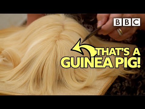 Inside the wacky world of Guinea Pig competitions! - BBC