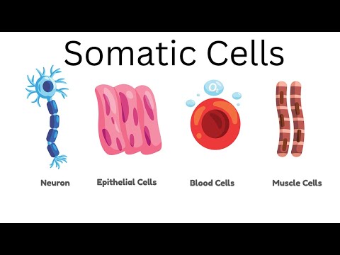 Somatic Cells