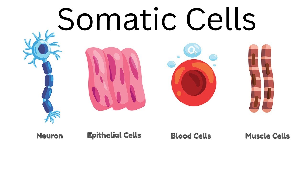 Somatic Cells