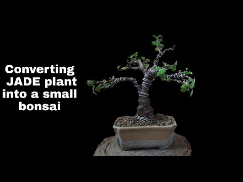 Converting Jade plant into a small bonsai | Bonsai bhutiyapa