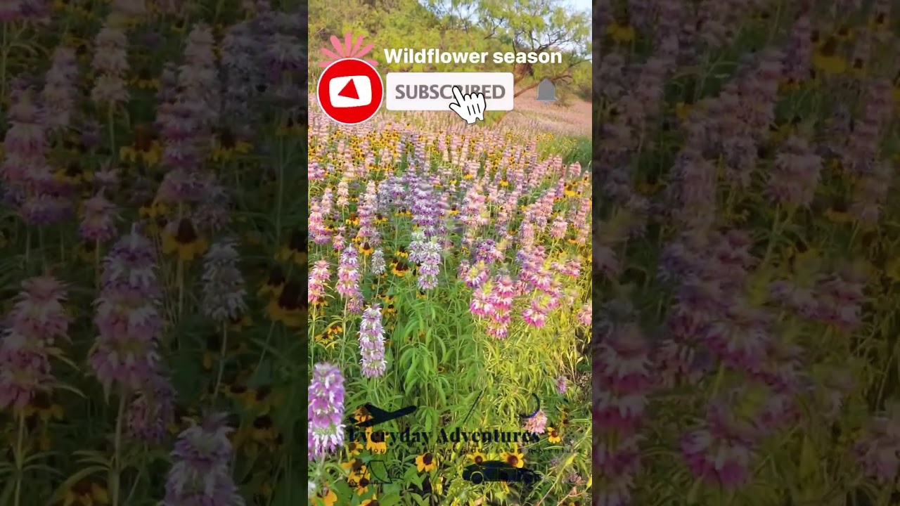 Wild Flowers | Texas Wild Flowers | Texas Flower Fields #wildflowers | Euless #texaswildflowers
