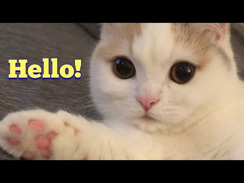 Lovely Minuet Cat Shirasu : Napoleon Cat
