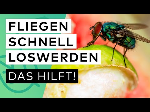 Suddenly lots of flies in your room? These tips against flies will help quickly and effectively 🪰 🚫