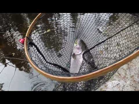 Ottiperhot Kirjolohelle (Kirjolohen Kalastusta)