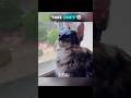 CAT EDITION PART 3 WHEN YOUR CAT HAS MAIN CHARACTER ENERGY Edit Aura Anime Funny Cats Cat