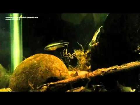 Apistogramma agassizii Alenquer coppia