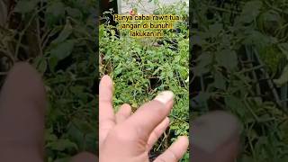 Download lagu If you have old cayenne peppers, don't throw them away‼️do this#shortsviral#cabairawit mp3