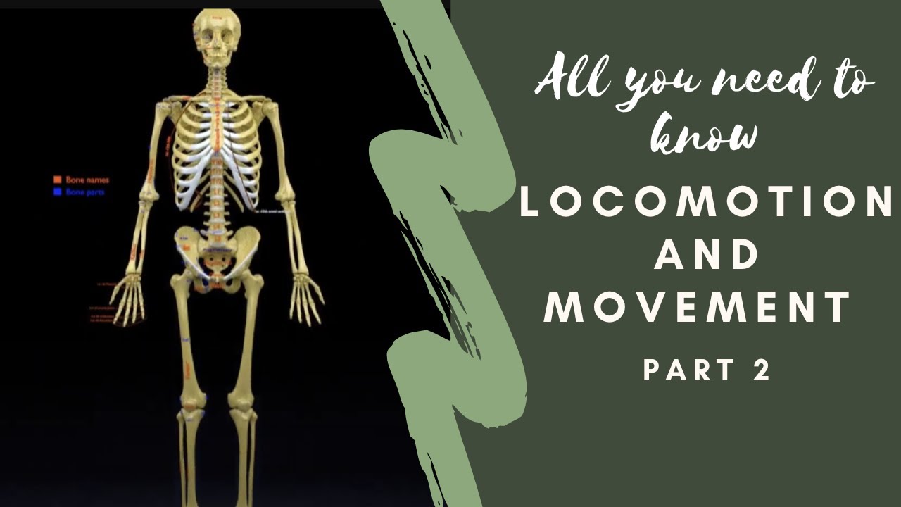 Skeleton human detail label parts 3D Model