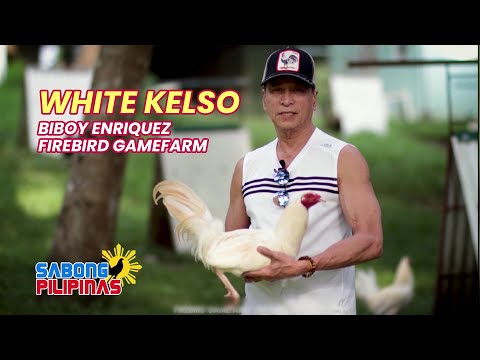 WHITE KELSO NI BIBOY ENRIQUEZ NG FIREBIRD GAMEFARM