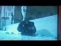Dawn of the Planet Of the Apes koba Kills Ash