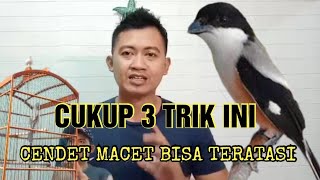 Download lagu A surefire trick to restore a long-tailed shrike that is stuck singing and stressed. mp3