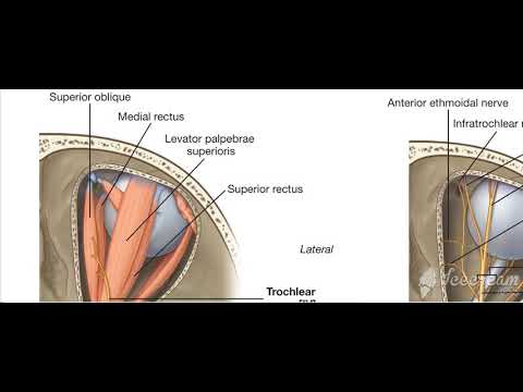 Ophthalmic nerve in orbit