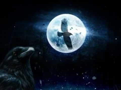 Crow video
