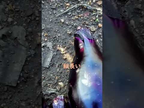 灰を菜園にいつ入れるのですか？すべての理由と理由!  庭園