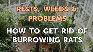 How to Get Rid of Burrowing Rats