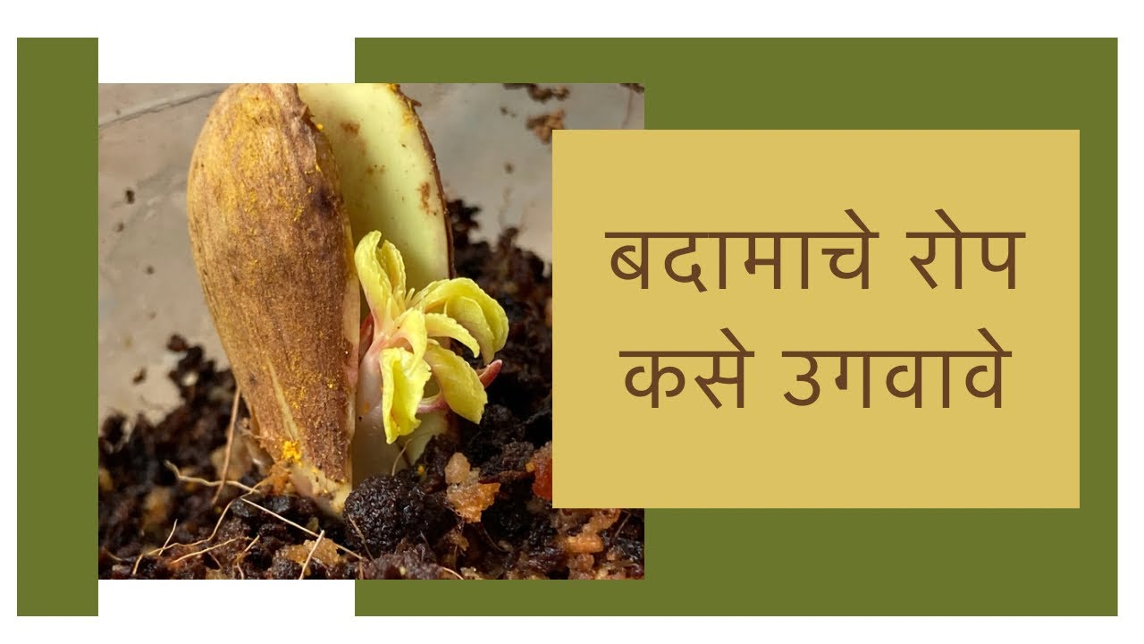 बदामाचे रोप कसे उगवावे. How to grow Almond in Marathi