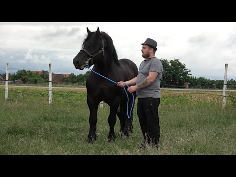 Caii lui Sergiu de la Mediesu Aurit, Satu Mare - 2023 Nou!!!