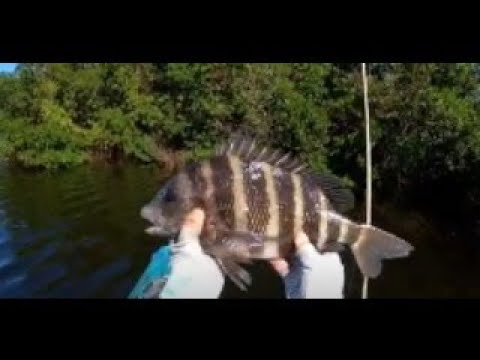 Fishing Mangroves for Sheepshead on YouTube