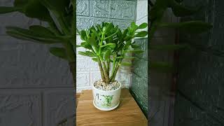 Download lagu Đường Về Hai Thôn / Sơn Mai mp3 Download lagu Đường Về Hai Thôn / Sơn Mai mp3