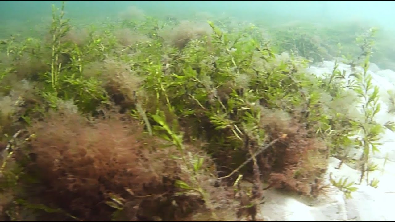 The biggest seagrass restoration trial in Australia is being done in SA