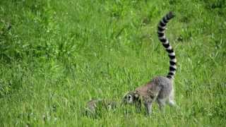 preview picture of video 'Lemur catta'