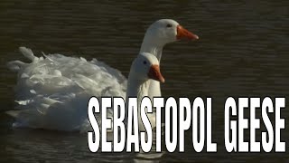 Friends in the Garden- Sebastopol Geese