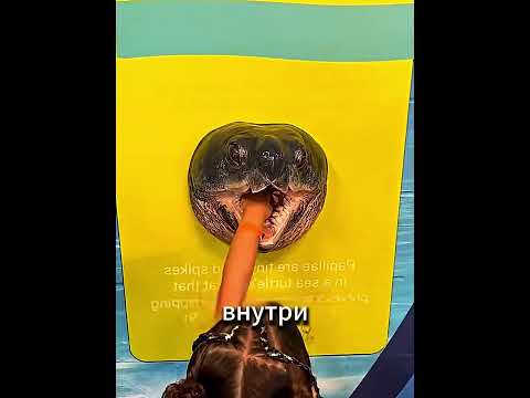 Никогда Не Засовывай Руку В Морскую Черепаху 🤯