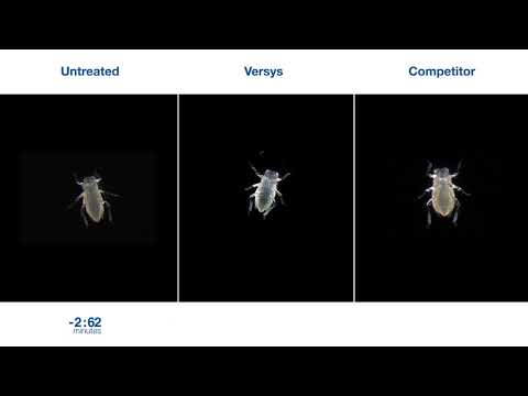 Versys Insecticide Powered by Inscalis: Aphid Time-Lapse | BASF