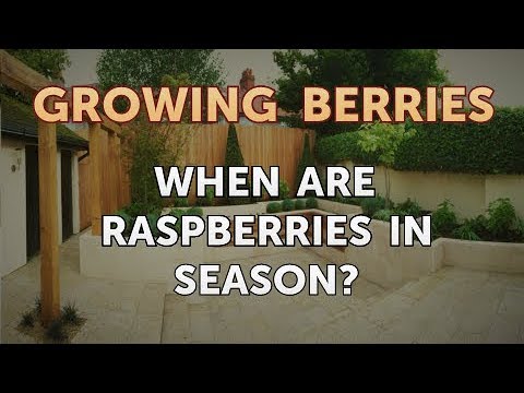 download lagu mp3 mp4 When Are Raspberries In Season, download lagu When Are Raspberries In Season gratis, unduh video klip When Are Raspberries In Season