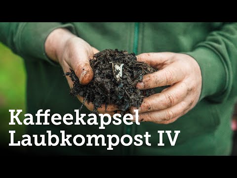 Experiment Laubkompost mit Kaffeekapseln IV