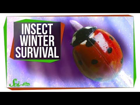 How Do Insects Survive the Winter?