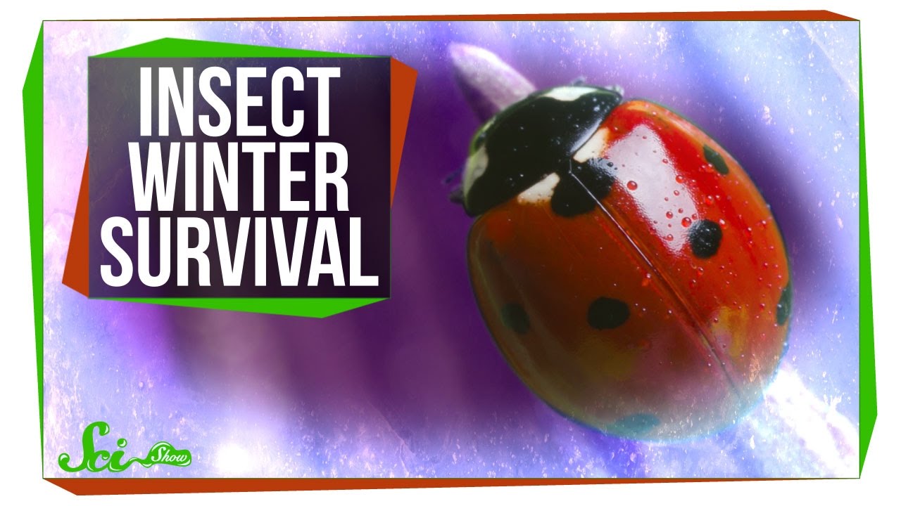 SciShowによる昆虫の冬越しに関する解説動画