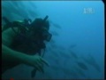Crocodile Hunter Sharks Outside The Cage Part 5