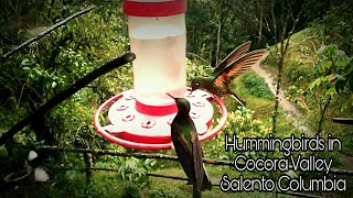 preview picture of video 'hummingbirds / hummingbird garden Cocora Valley Salento Columbia / koliber'