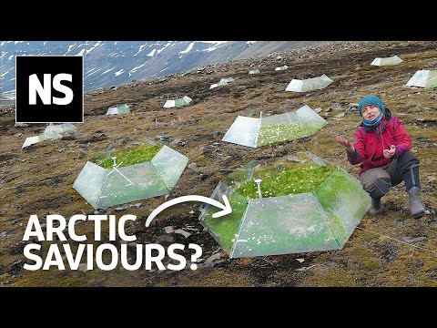Will the Arctic Turn Green?
