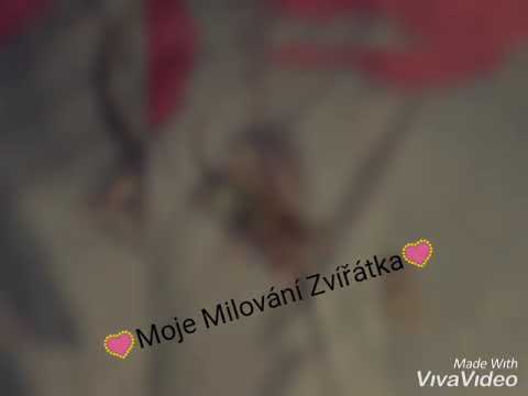 ❤❤MOJE MILOVÁNÍ ZVÍŘÁTKA ❤❤